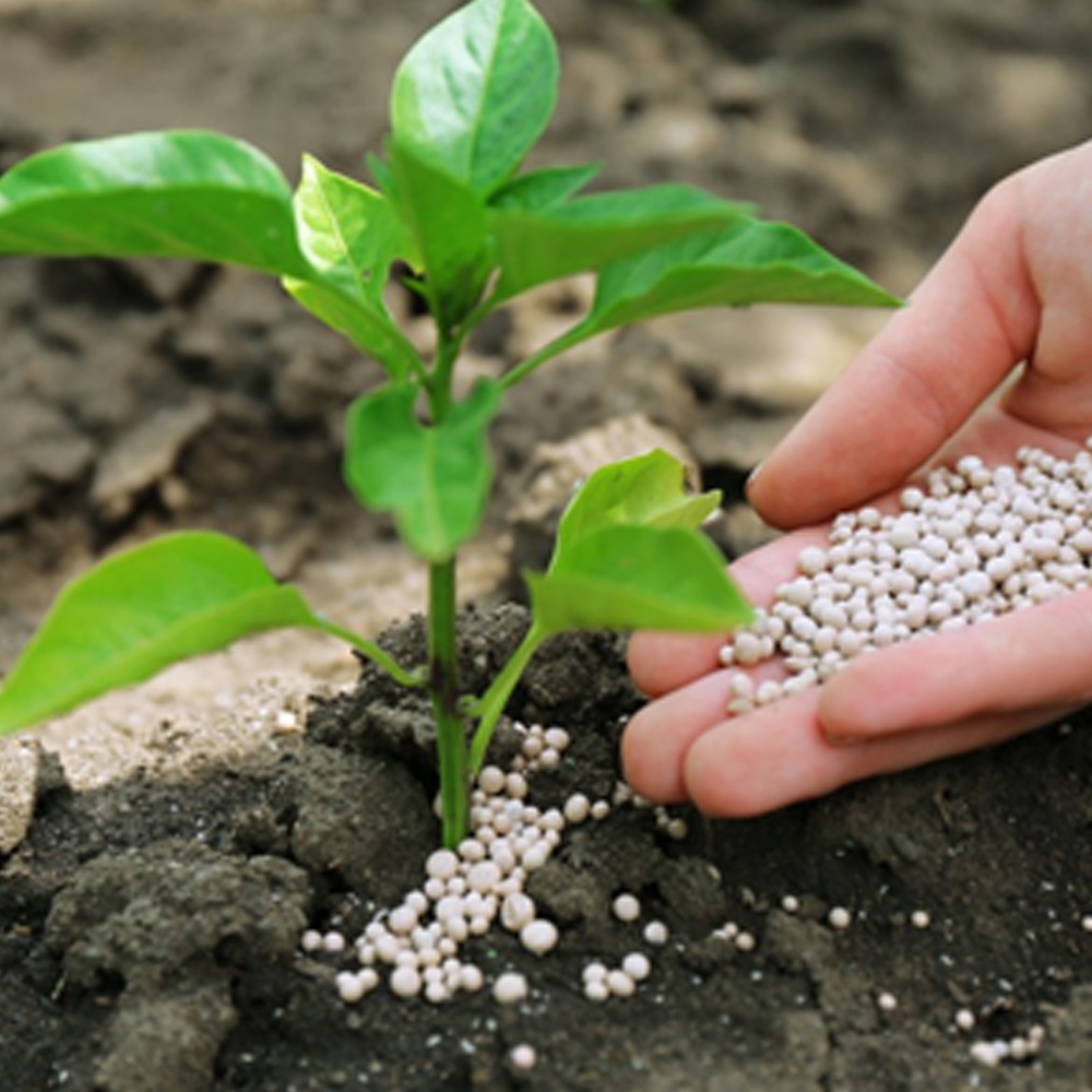 agricultura